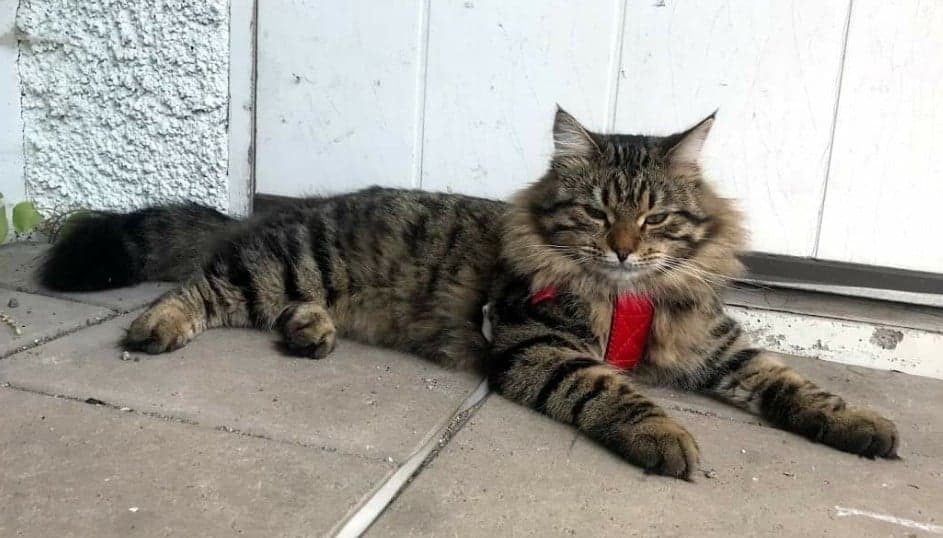 Sibirisk katt Gabriel